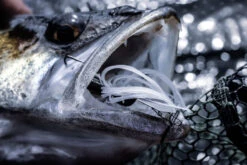 Quantum 4Street Chatter -Angeln Verkaufsgeschäft 22 3139104r 4