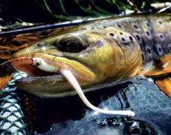 Libra Lures Dying Worm 70 Krill (15pcs) -Angeln Verkaufsgeschäft DW70K15P 006r 4