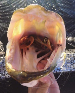 Headbanger Tail 8 Headbanger Tail -Angeln Verkaufsgeschäft Headbangertailr 3