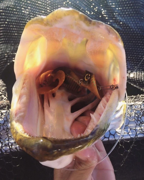 Headbanger Tail 3 Headbanger Tail – Bild 3