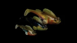 Megabass Dark Sleeper -Angeln Verkaufsgeschäft MB DS24 4513473452352r 4