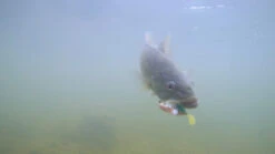 Megabass Dark Sleeper -Angeln Verkaufsgeschäft MB DS24 4513473452352r 5