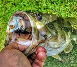 Nikko Zaza Hellgrammite 7,6cm (4stk.) -Angeln Verkaufsgeschäft NIKKO541r 4